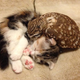 Image for article titled When a Cat and an Owl Develop a Beautiful Friendship